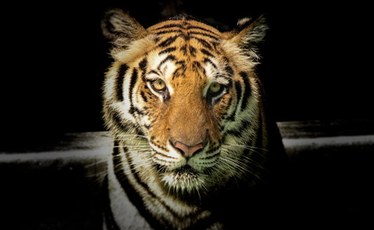 Why to use Tiger’s Eye for emotional wellbeing and self-esteem?