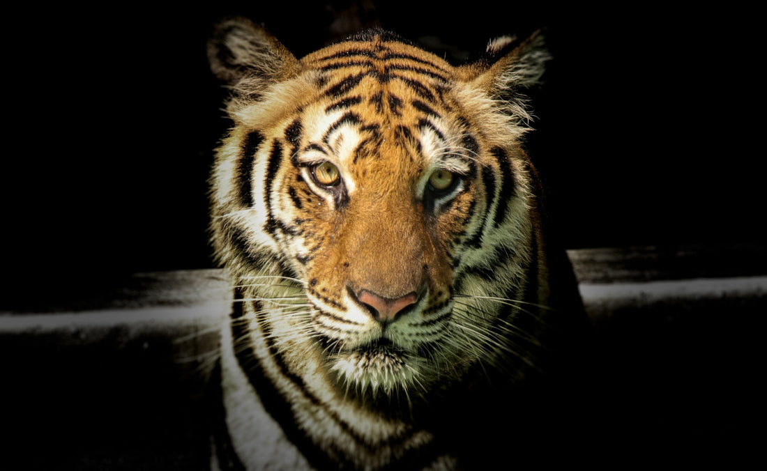 Why to use Tiger’s Eye for emotional wellbeing and self-esteem?